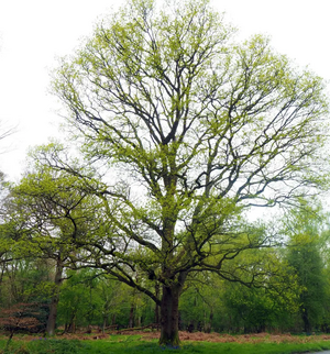 photo by Lloyd Harris Beech tree in Ashridge Woods