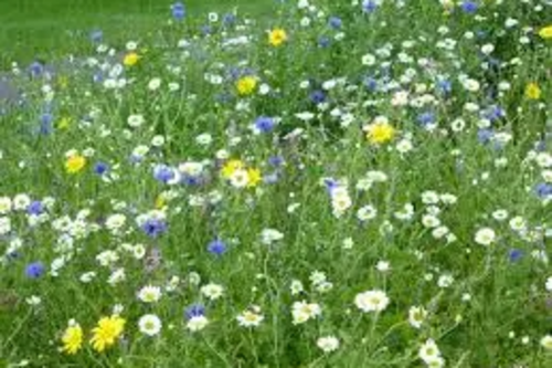 Image courtesy of Bumblebee Conservation Trust Wild Flowers by Highway.