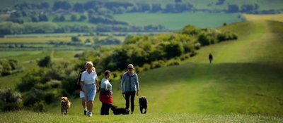 Image courtesy of National Trust Ivinghoe Dog Walkers