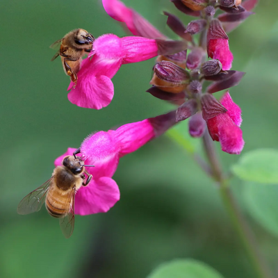 Bees on flowers